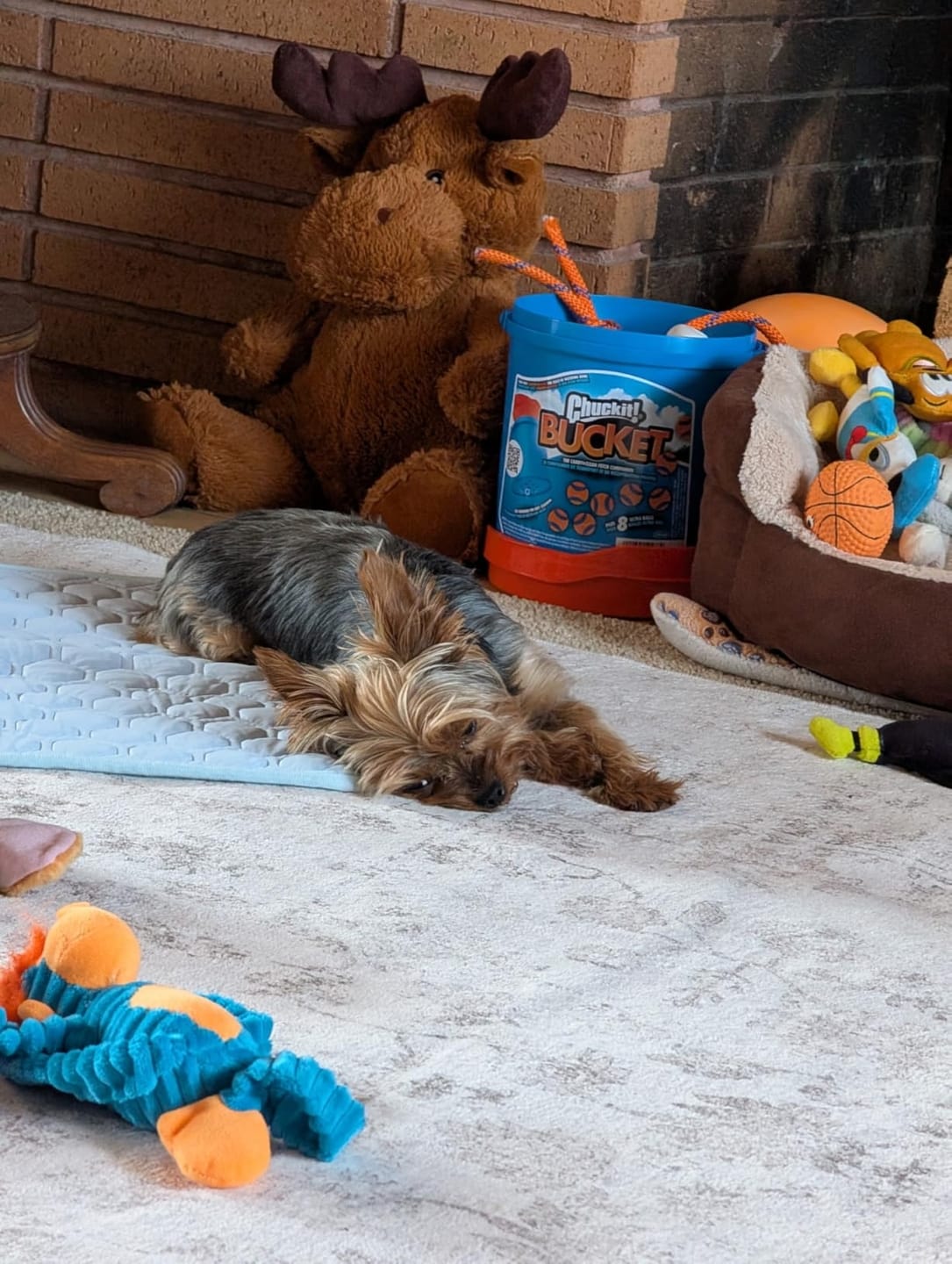 Customer photo review of Pet Silk Cooling Mat