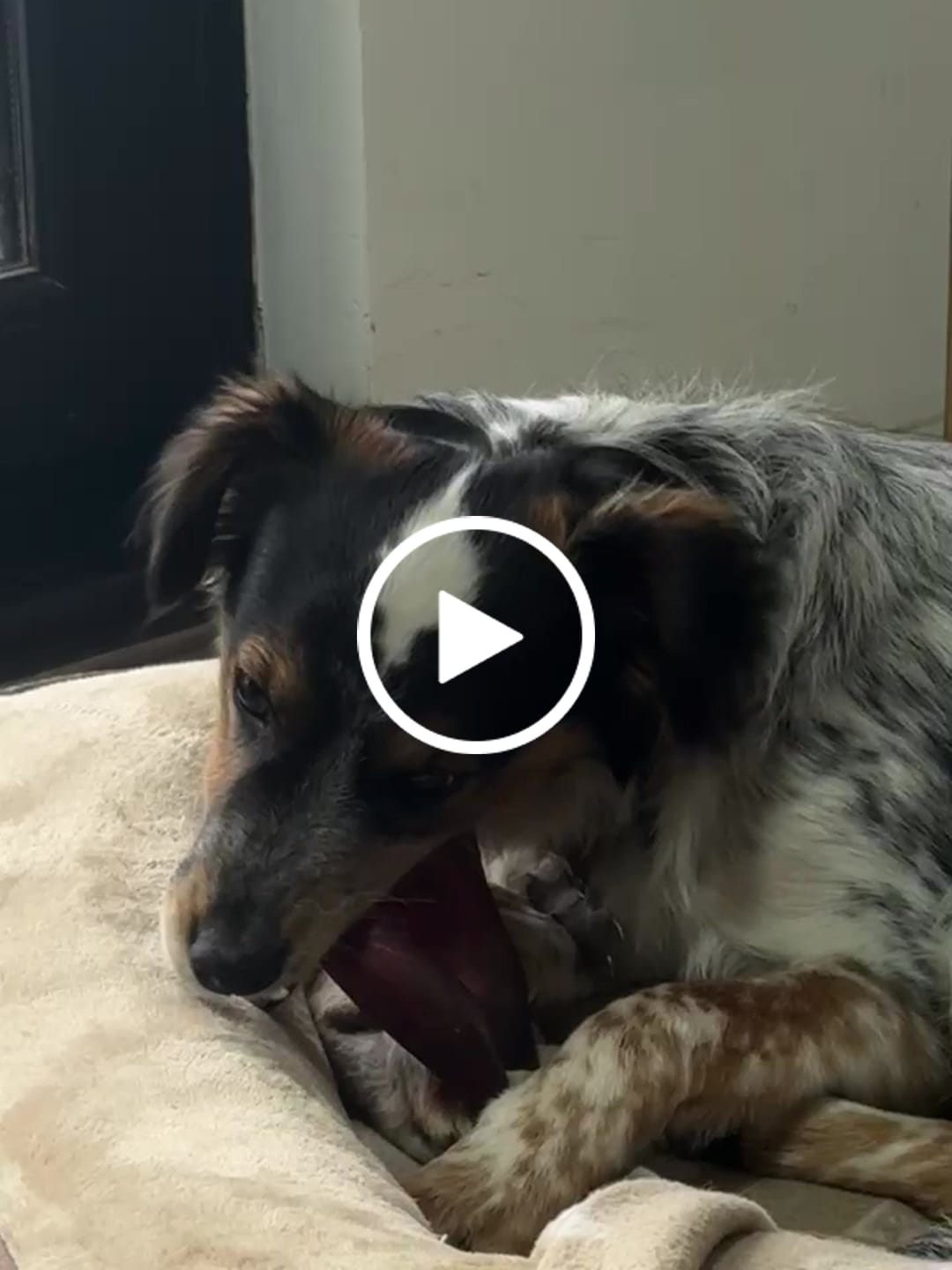 Customer video review of Oreja de cerdo