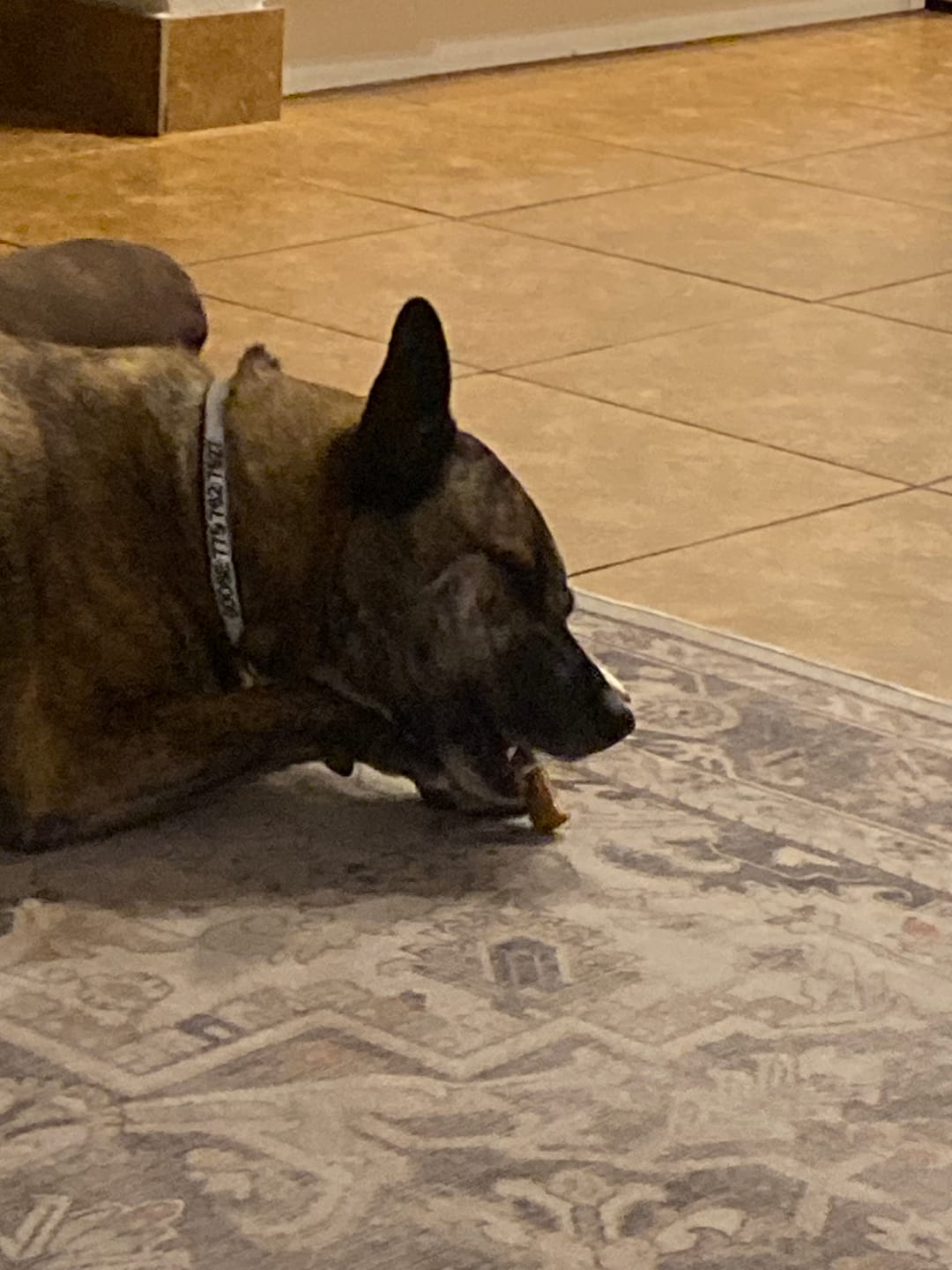 Customer photo review of 6 Inch Power Bully Sticks