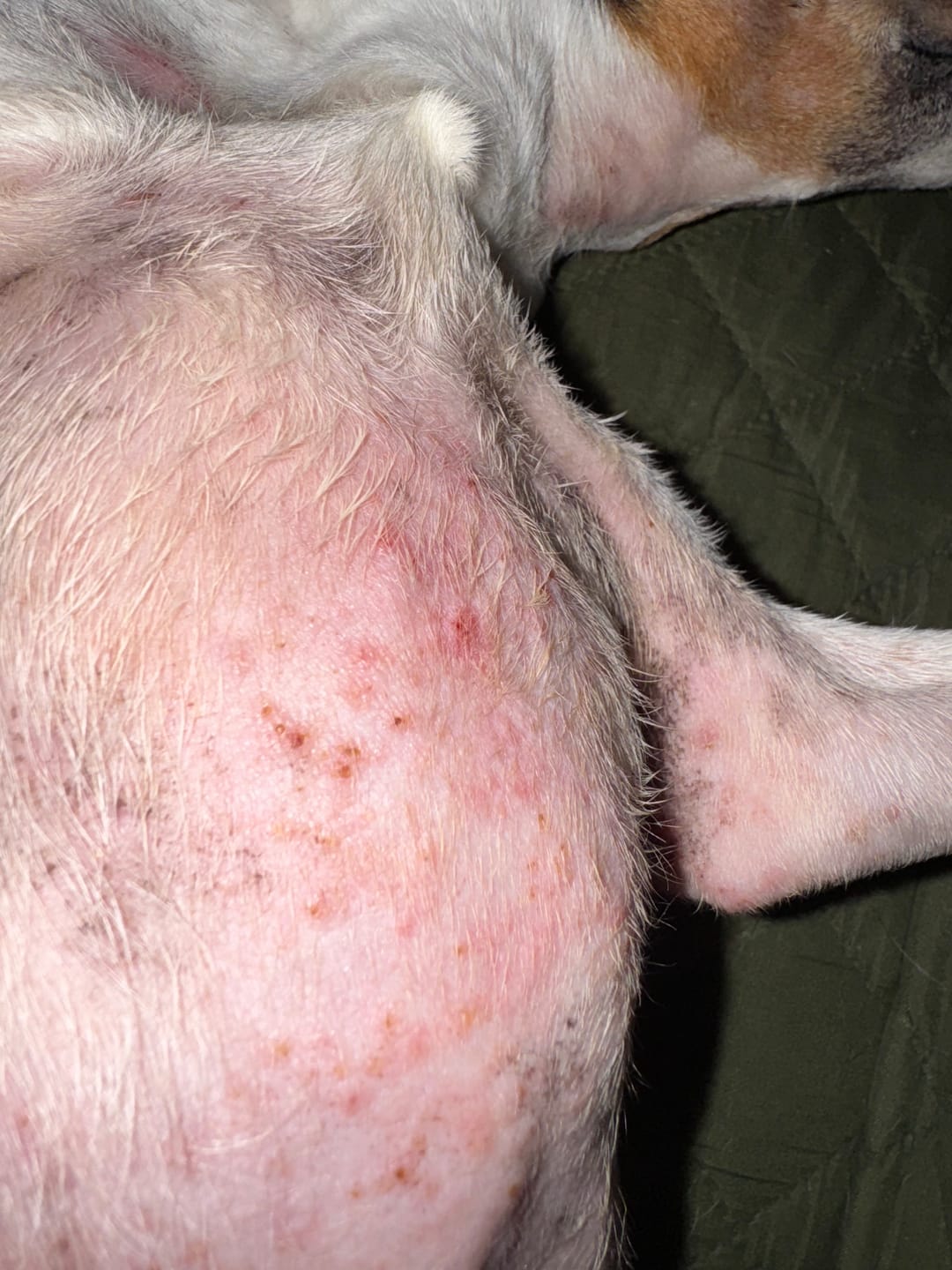 Customer photo review of Dog Skin Rescue Bundle