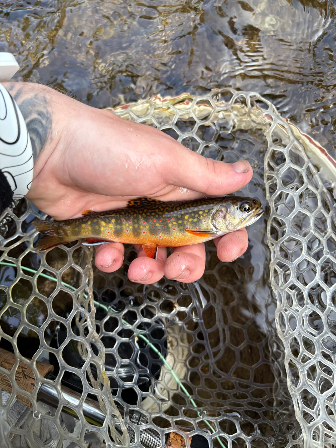 Customer photo review of Mag Band by Lid Rig