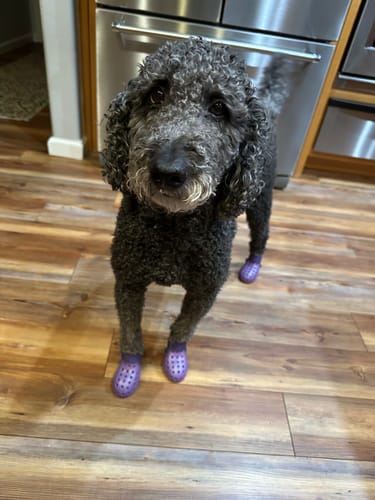 Customer photo review of WagWellies® Mojave