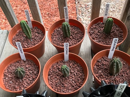Customer photo review of Trichocereus Peruvianus | Peruvian Torch Cactus