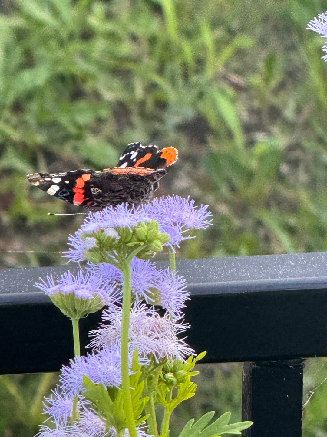 Customer photo review of Gregg's Mistflower