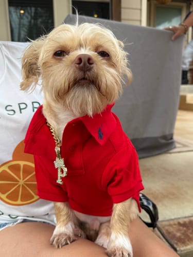 Customer photo review of Polo Ralph Lauren Cotton-Mesh Dog Polo Shirt