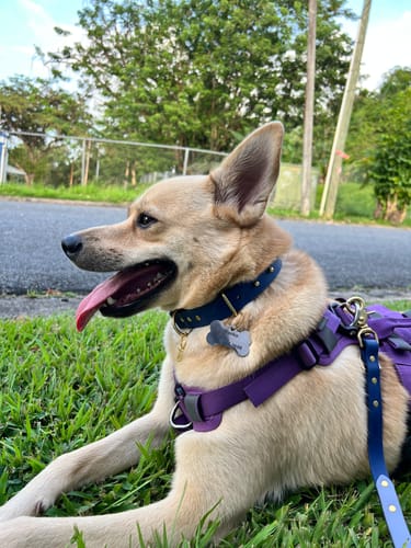 Customer photo review of Adjustable Biothane Quick Release Dog Collar