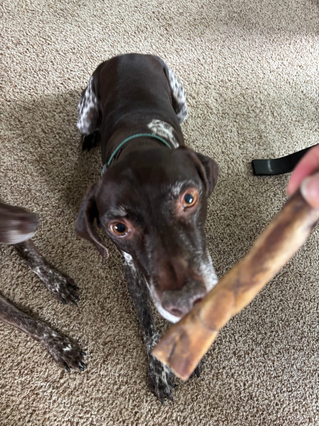 Customer photo review of 6 Inch Beef Collagen Sticks