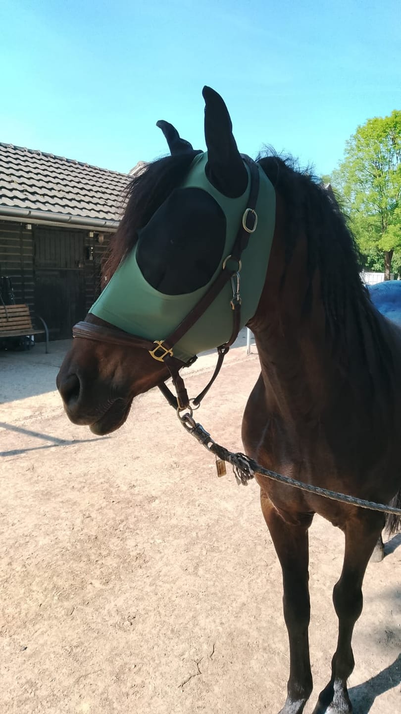 Customer photo review of BUSSE Fliegenmaske Twin Fit Flexi