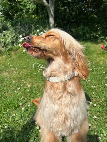 Customer photo review of Marshmallow┃Boucle Collar