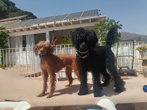 Customer photo review of Grain Free Adult Chicken & Turkey