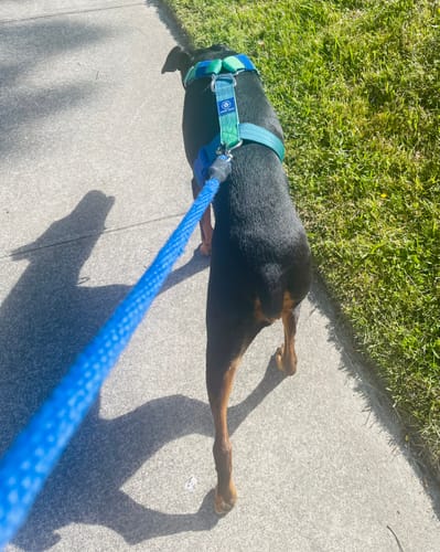 Customer photo review of Comfort Control No-Pull Dog Harness - Lime Wave