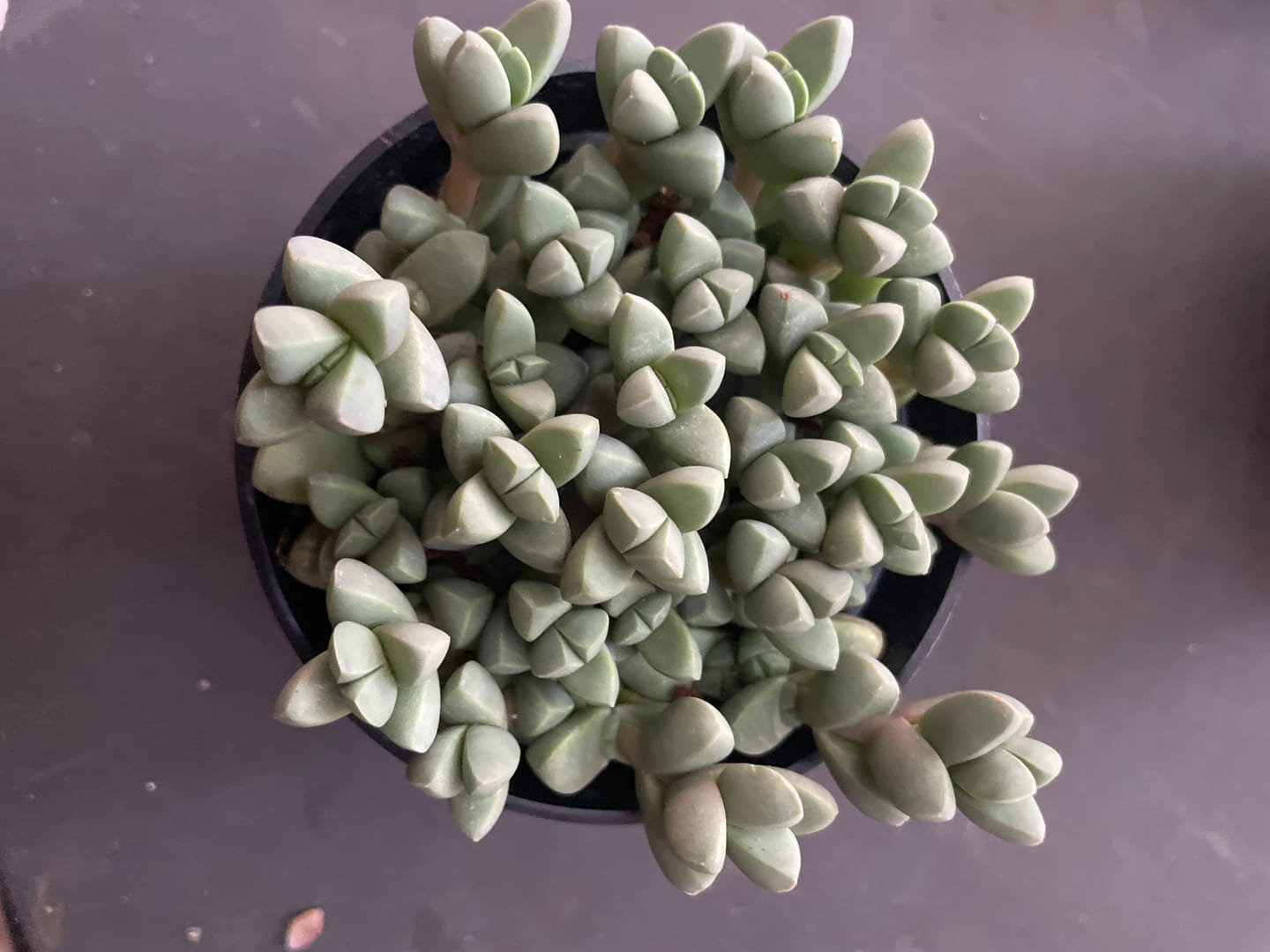 Customer photo review of Corpuscularia lehmannii - Ice Plant