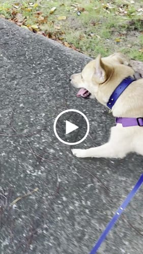 Customer video review of Biothane Traffic Handle Dog Leash