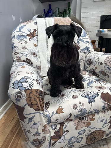 Customer photo review of Sofa Covers With Separate Seat Cushions (Spandex Print)