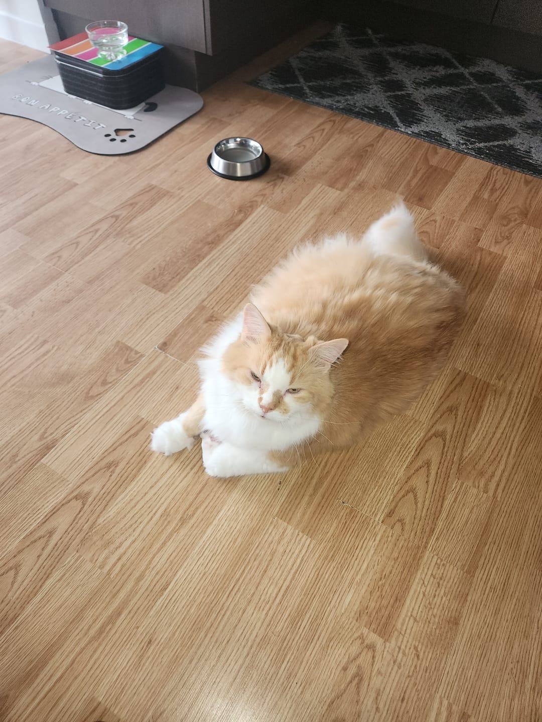 Customer photo review of NutriSource - Croquettes pour Chat