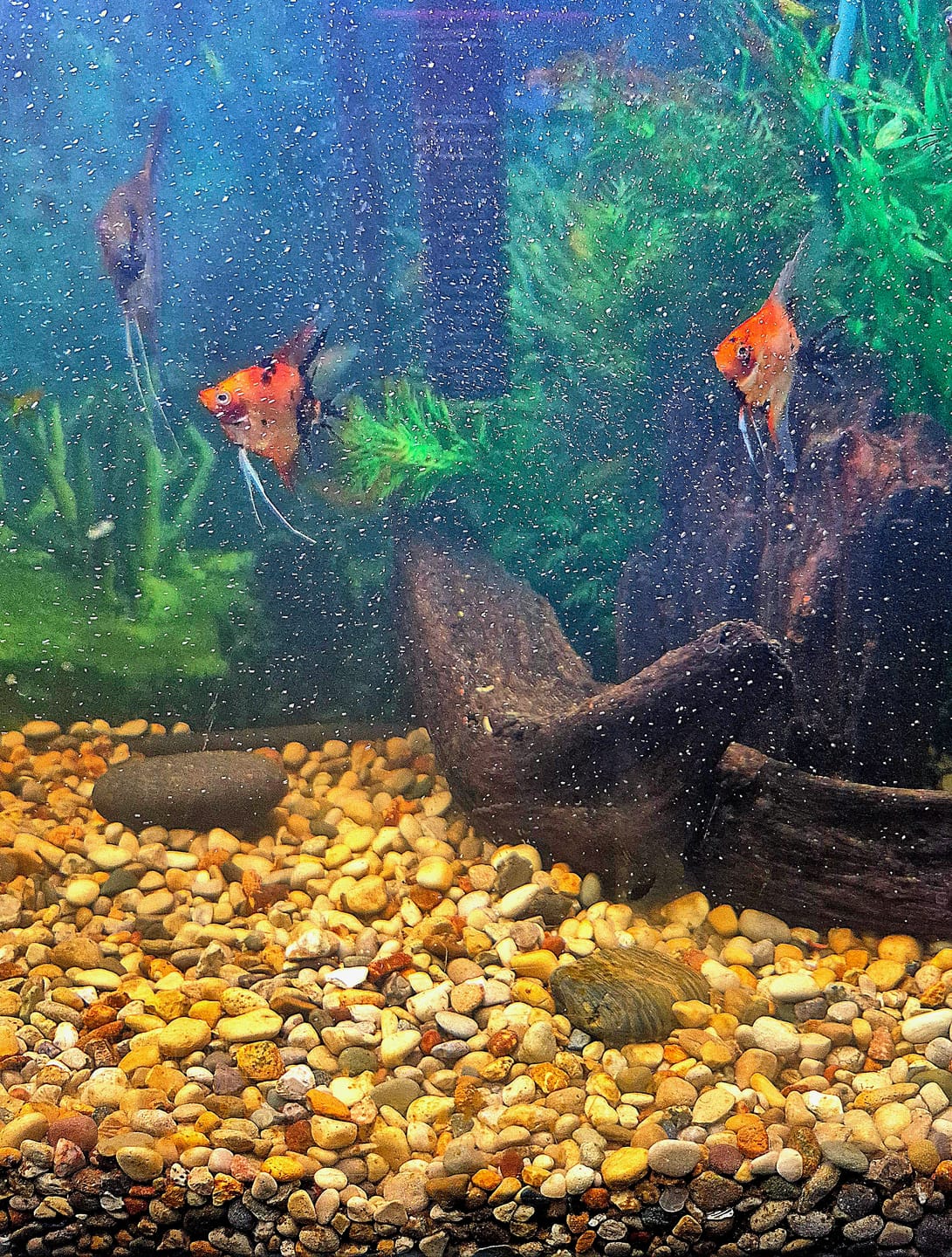 Customer photo review of Live Fancy Fish – Red Devil (SUPER RED) Angel Fish VIP Grade, Rare Line-Bred Pterophyllum Scalare – Direct From Farm