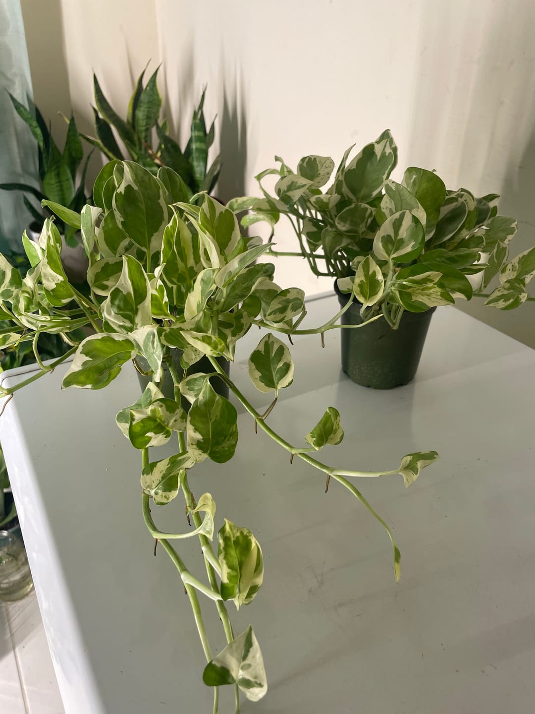 Customer photo review of Pothos Epipremnum aureum 'Pearls and Jade'