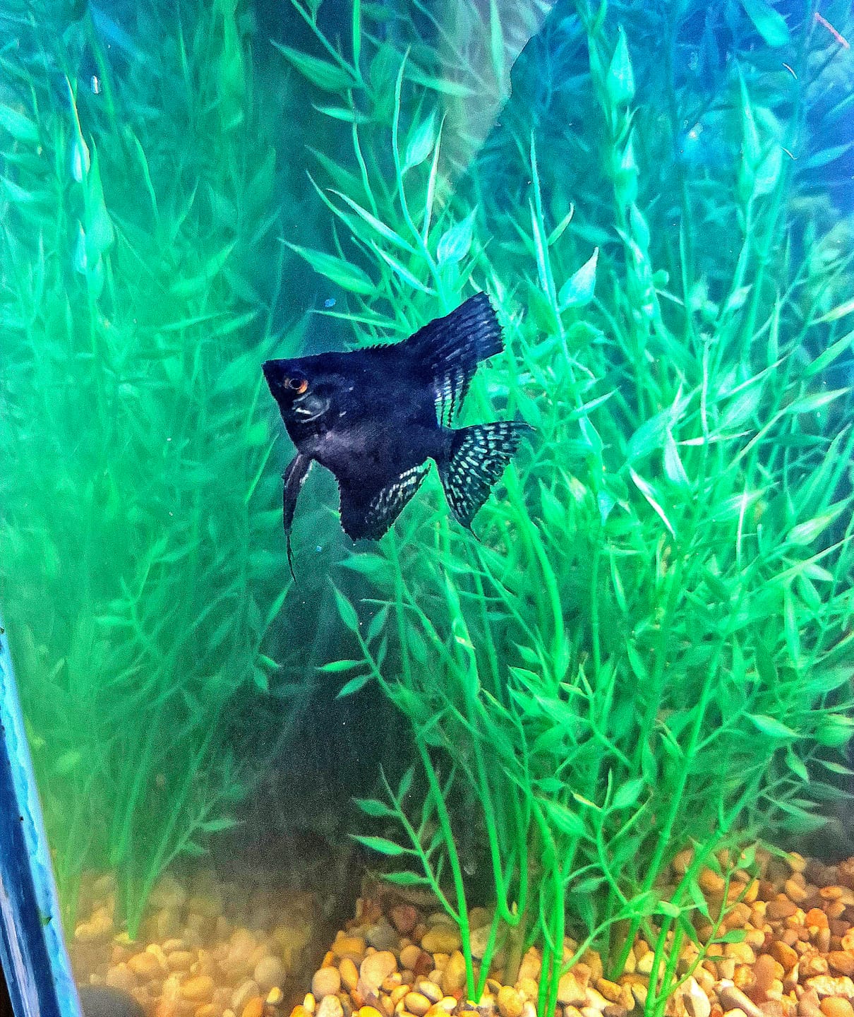 Customer photo review of Live Fancy Fish – Pinoy Ghost VIP Angelfish – Rare Line-Bred Pterophyllum Scalare – Direct From Farm