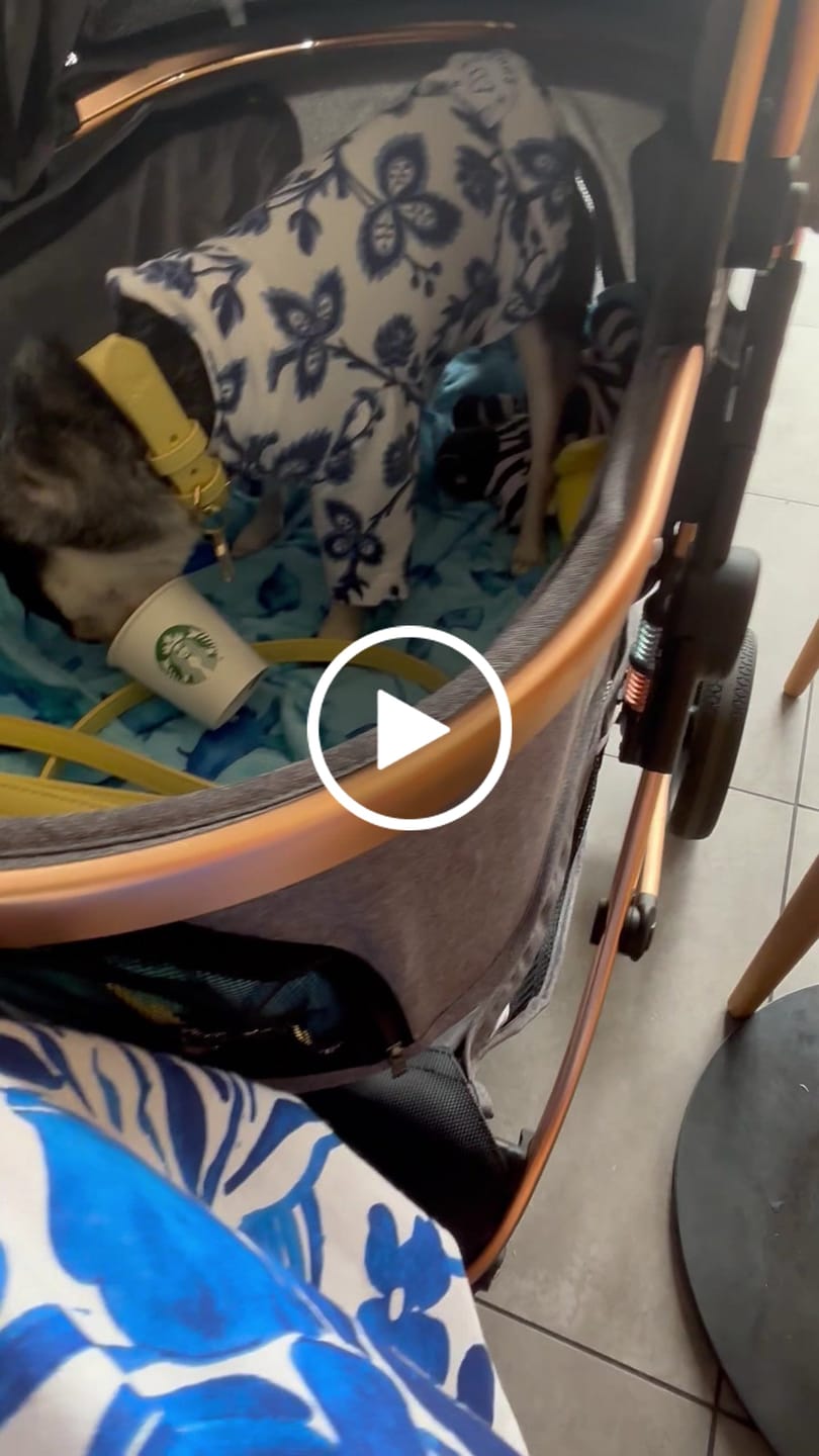 Customer video review of Primrose Dog Lead