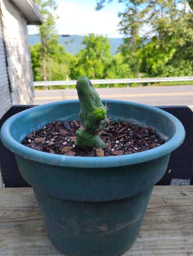 Customer photo review of Trichocereus Bridgesii Monstrose | Short Form | Type B | Penis Cactus