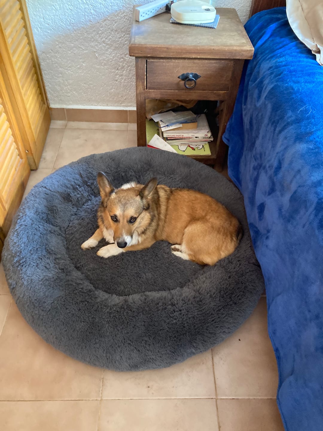 Customer photo review of Funda Original para Cama Antiestrés para Perros