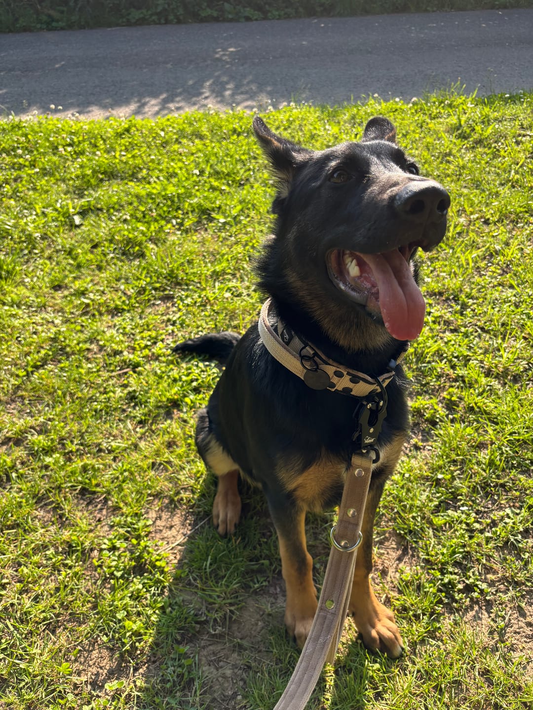 Customer photo review of Namnbricka hund - ID tags