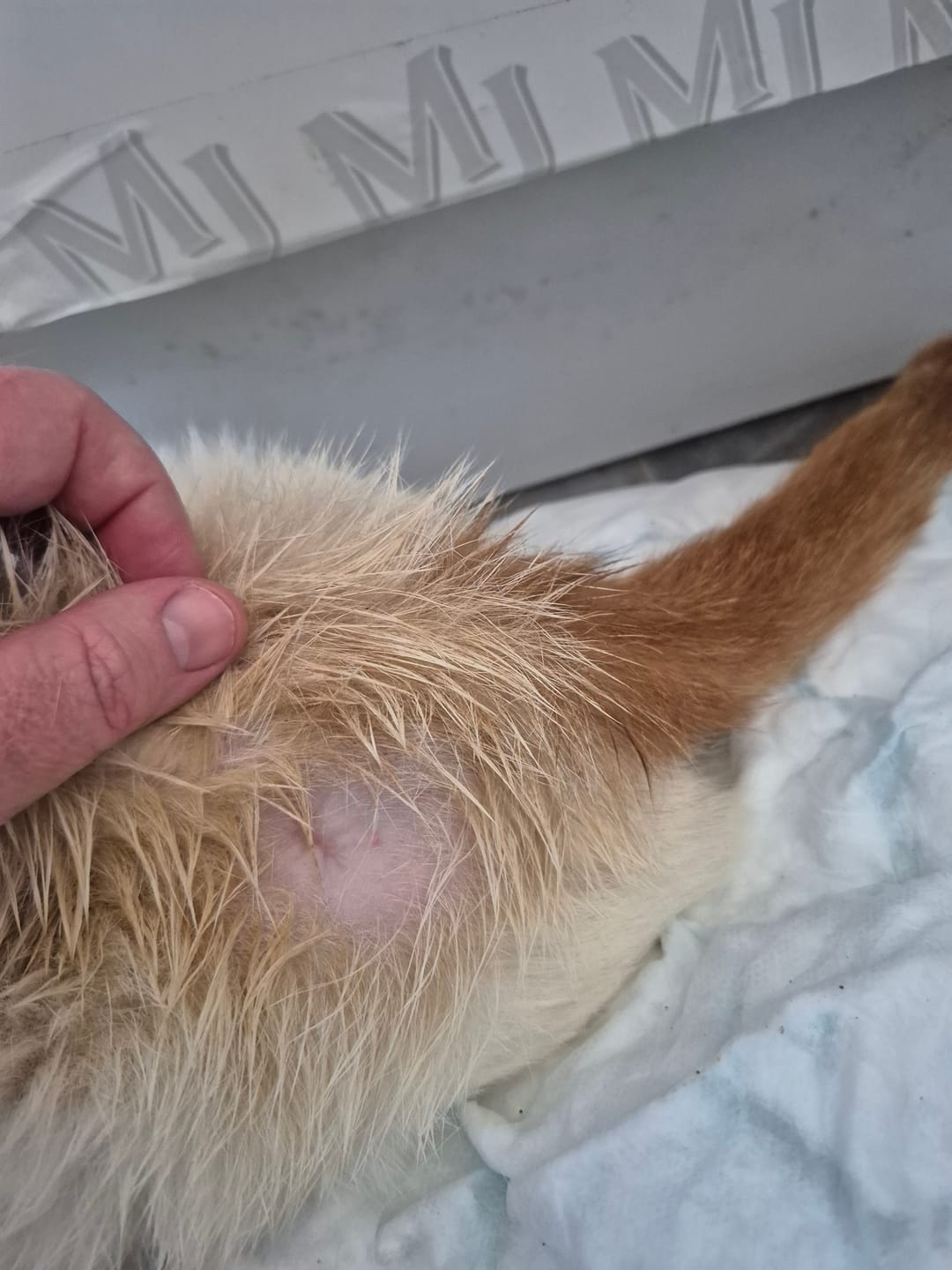 Customer photo review of Cat Skin Rescue Bundle
