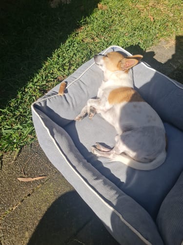 Customer photo review of Shipping Protection