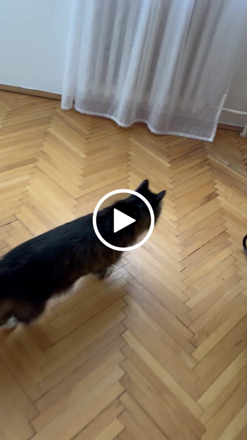 Customer video review of Pametna Interaktivna Loptica za Mačke