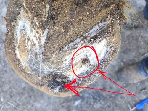 Customer photo review of SIGNATURE TANK