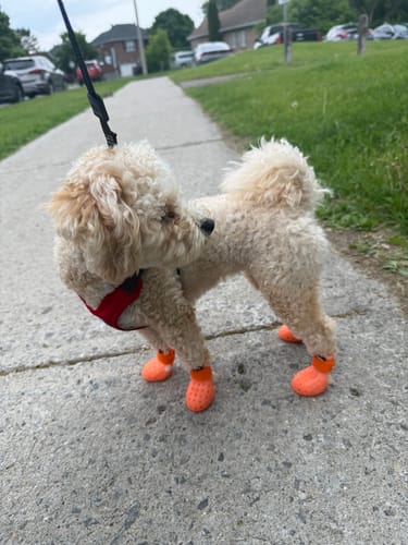 Customer photo review of WagWellies® Neon Orange Mojave