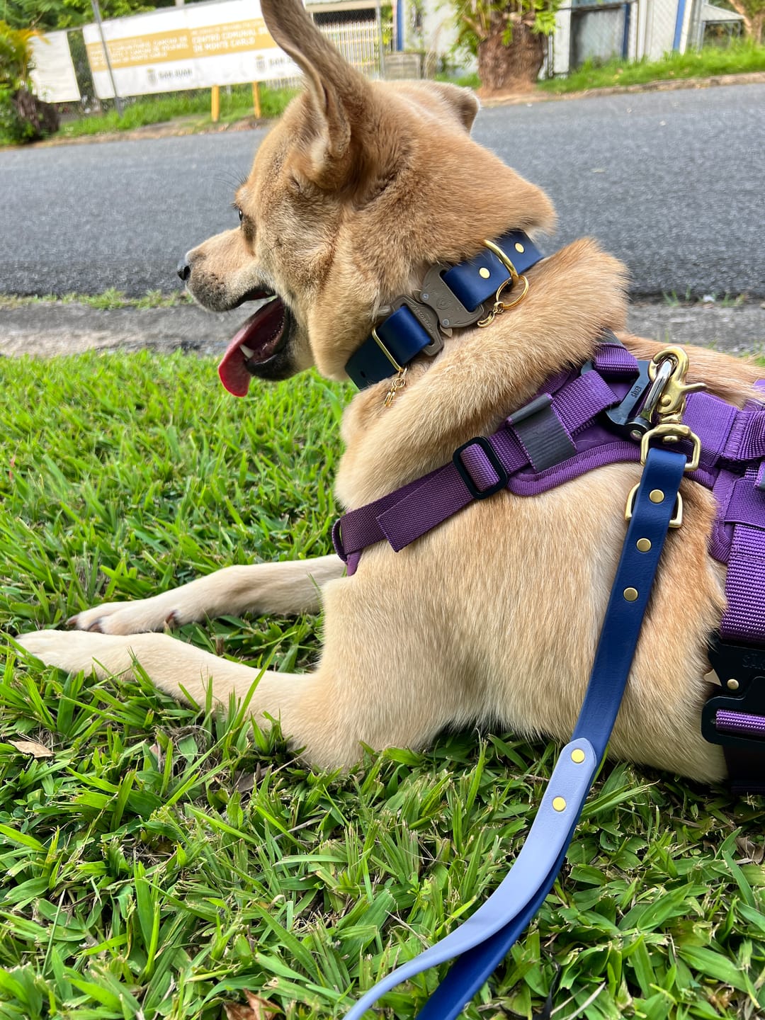 Customer photo review of Adjustable Biothane Quick Release Dog Collar