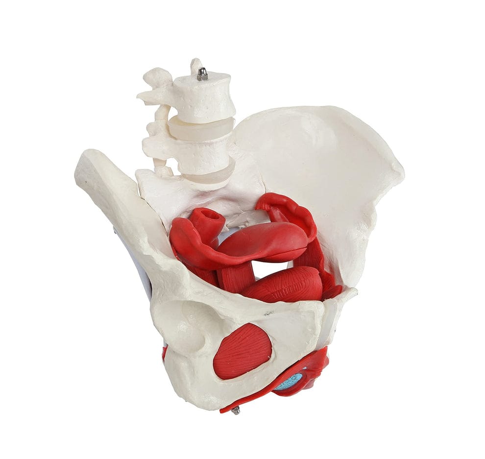 Customer photo review of Pelvis con Músculos Suelo Pélvico y Perineo