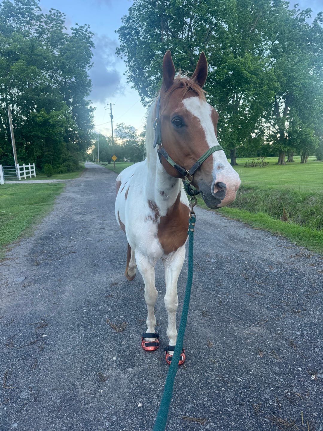 Customer photo review of Renegade® Viper Shield™ Hoof Boot Seconds - Arizona Copper