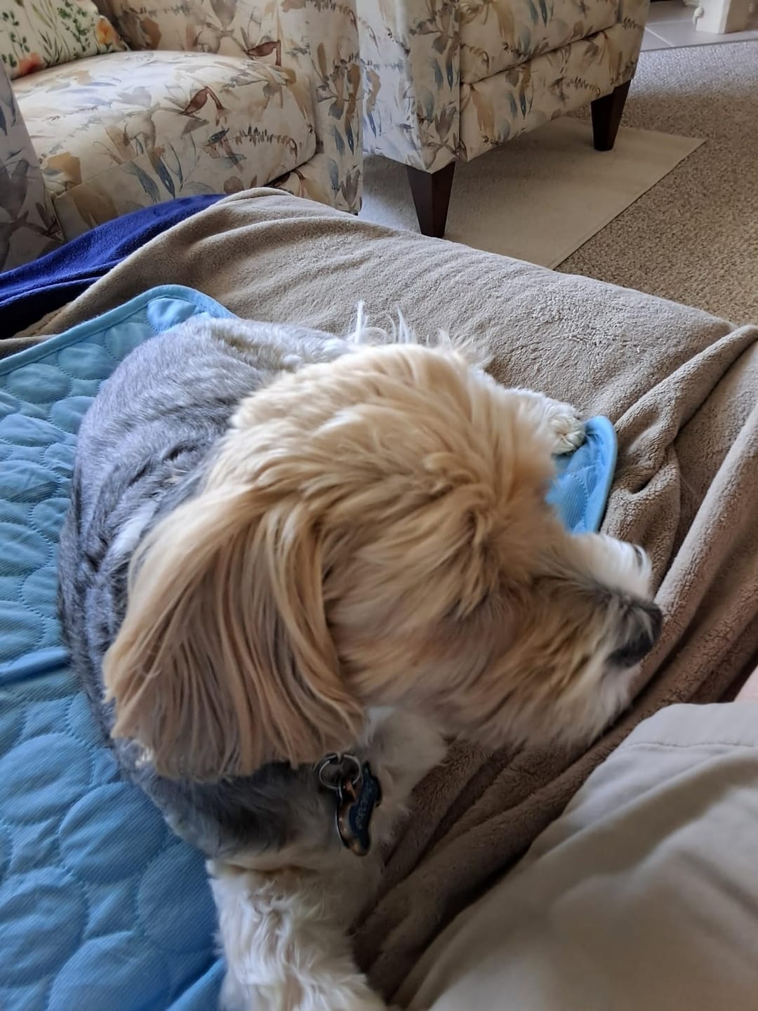 Customer photo review of Pet Silk Cooling Mat