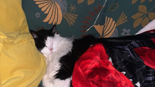 Palma P. review of Ricarica Diffusore (48 ml) image 1 out of 1