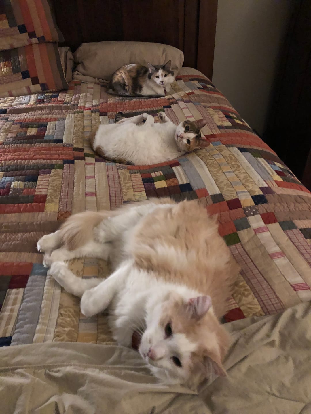 Customer photo review of Natural Hyperthyroidism Support Formula for Cats, 30-Day Supply