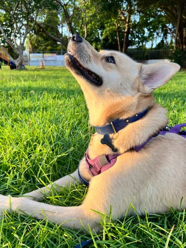 Customer photo review of Adjustable Biothane Quick Release Dog Collar