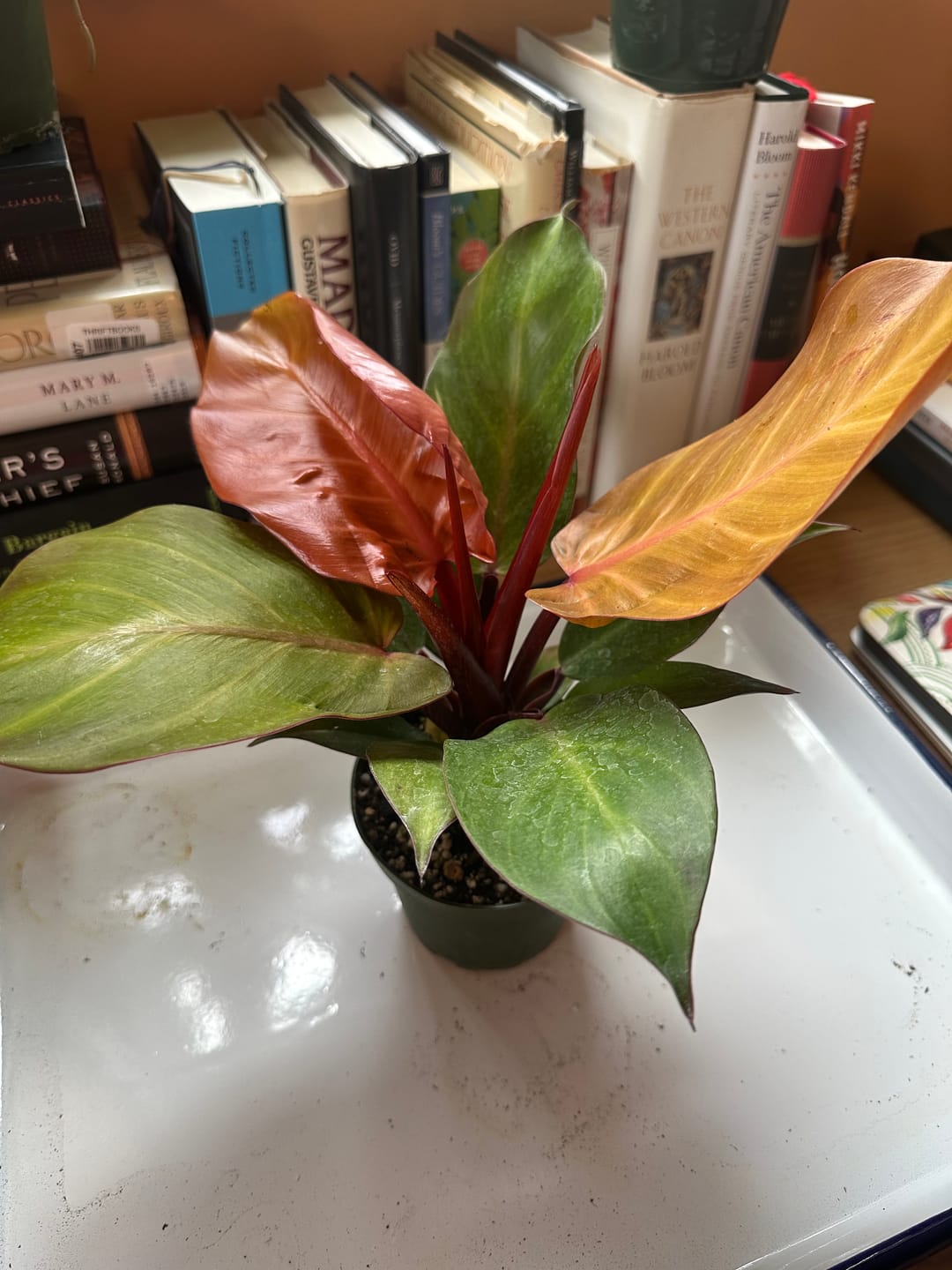 Customer photo review of Philodendron 'McColley's Finale'