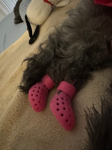 Customer photo review of WagWellies® Mojave