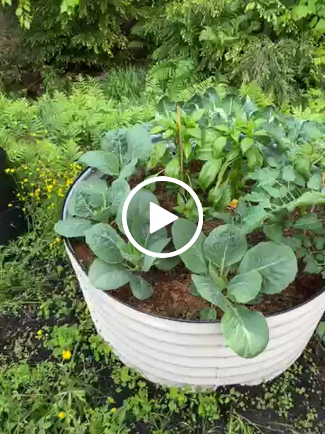 Customer video review of 32" Tall Large Round