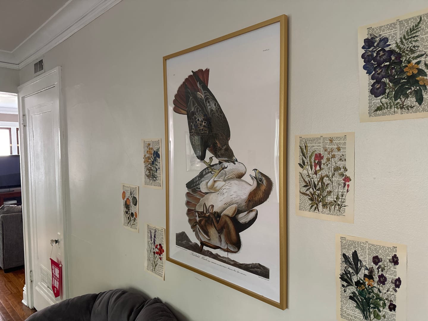 Customer photo review of Red-tailed Hawk by John James Audubon 1827