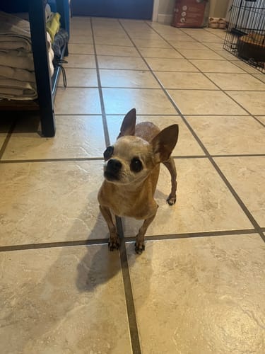 Customer photo review of Hip & Joint