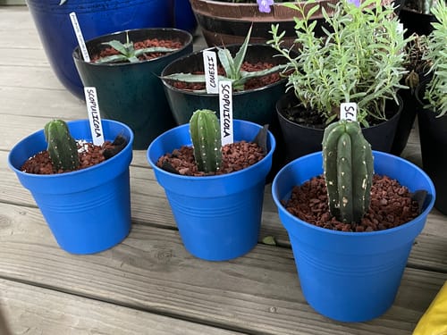 Customer photo review of Trichocereus Scopulicola | Spineless San Pedro Cactus