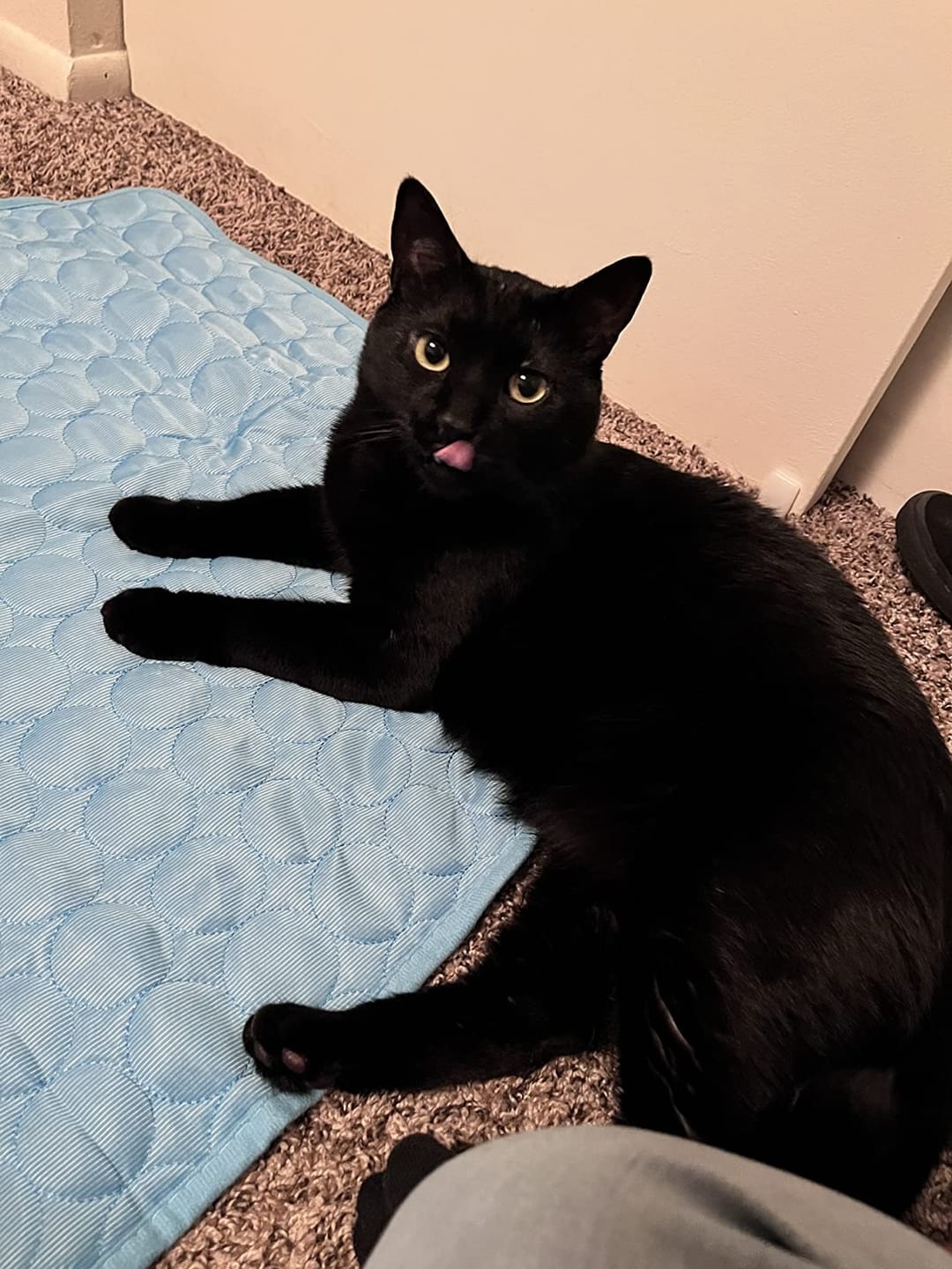 Customer photo review of Pet Silk Cooling Mat