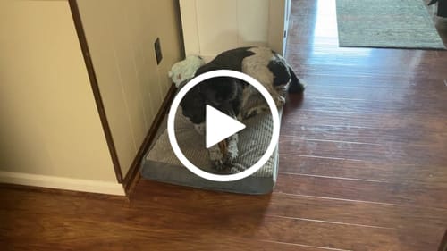 Customer video review of Hickory Smoked Super Bull Sticks