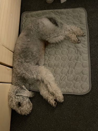 Customer photo review of The Ultimate Cooling Pet Mat