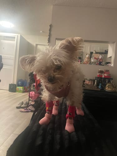 Customer photo review of WagWellies® by wagwear