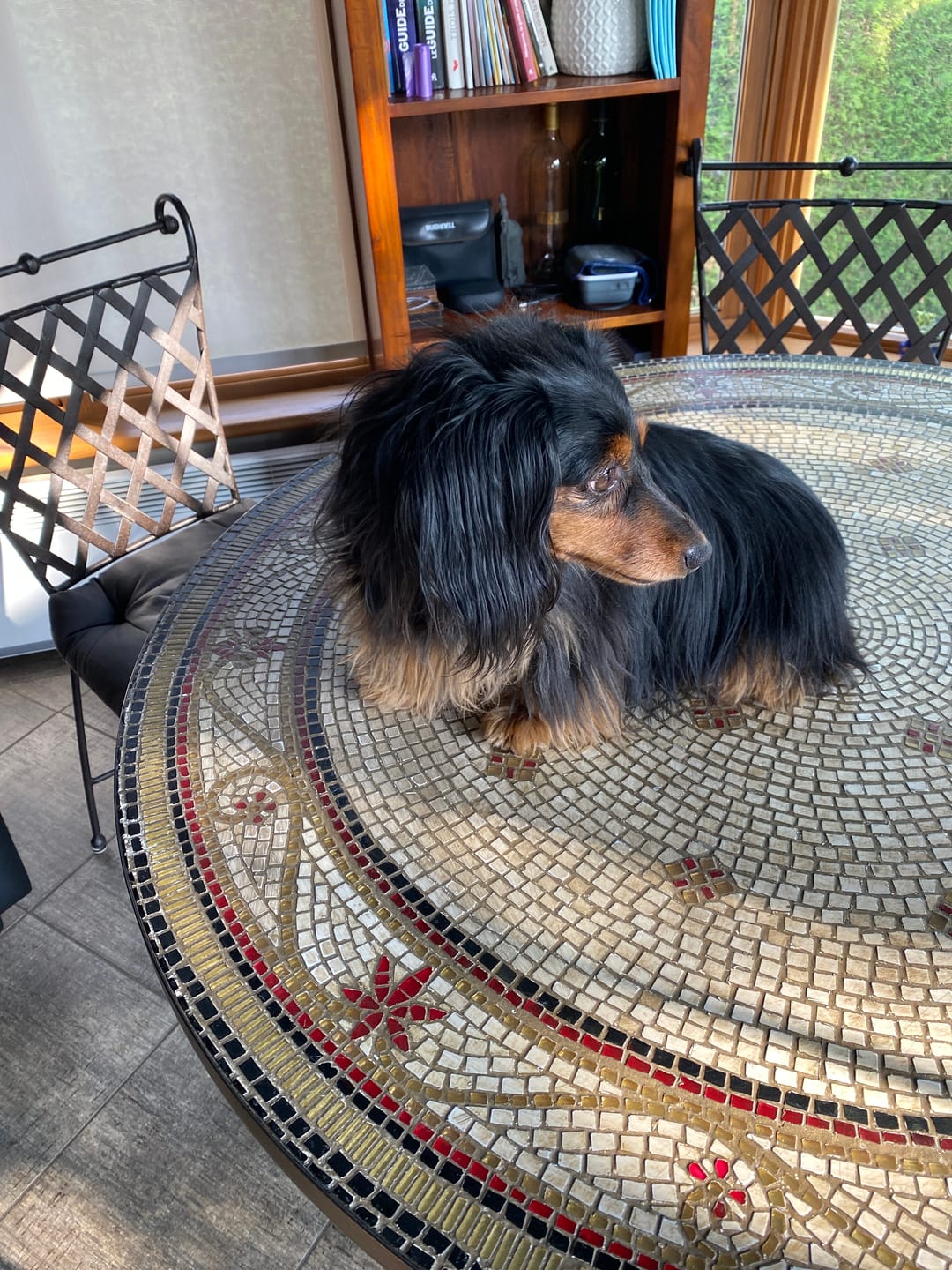 Customer photo review of ARTURO (Articulations) pour chiens et chats