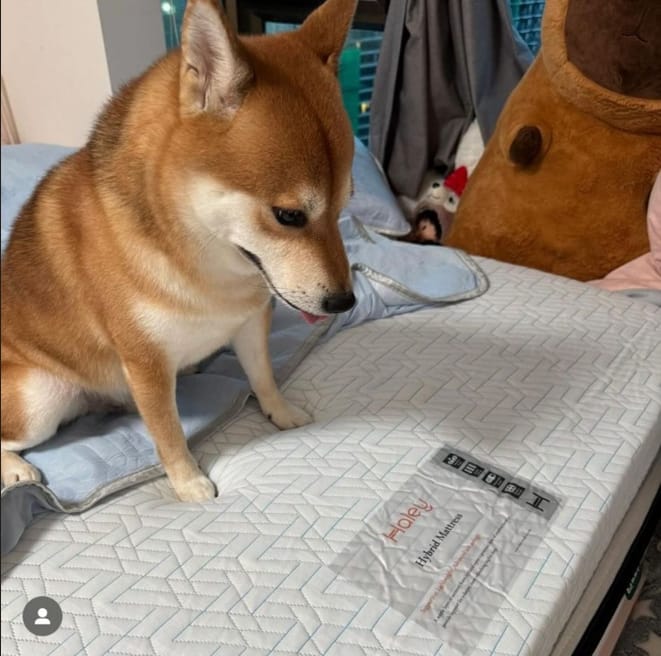 Customer photo review of Haley Hybrid Mattress